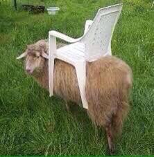 ?????...Aufsitzrasenmäher...???? Neinnnn... Beruhigung Bitte. Nur ein "Joke" ausm Internet... 