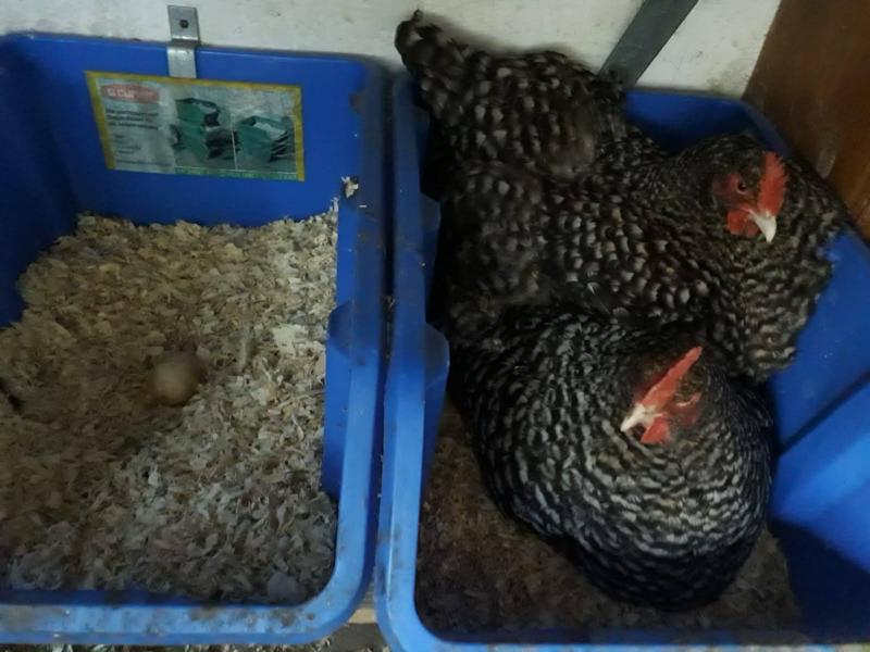 2 dicke Bertas müssen sich einig werden.... bequem ist was anderes!