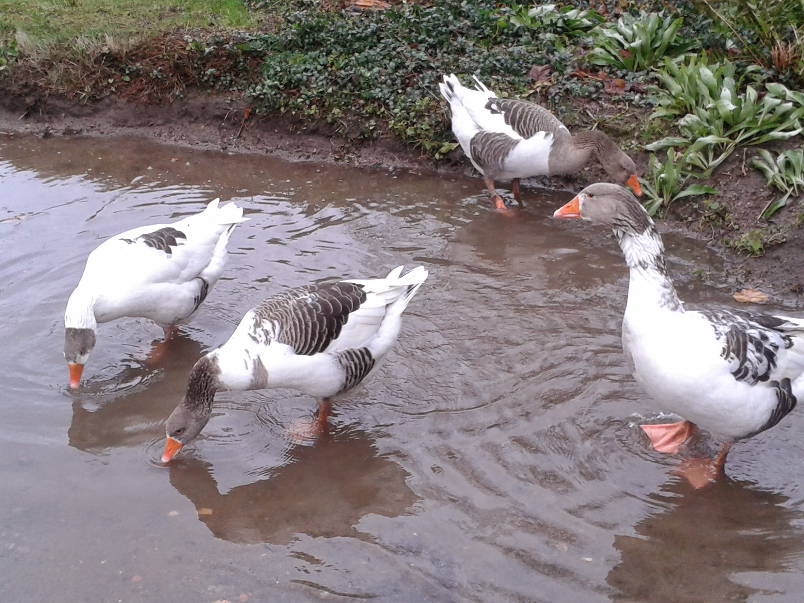 Gans viel Regen, Gans große Klasse. Gans begeisterte Gänse in der Riesenpfütze.