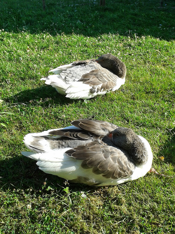Satt. Zufrieden. Tiefschlaf. Arglos. Harmlos.