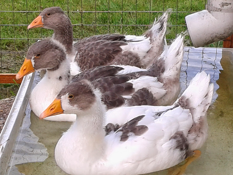 "gans" wichtig für uns Wasservögel: Frisches Badewasser. Für einen Flachköpper reicht es . Die Chefin hat uns eine größere Wanne versprochen...